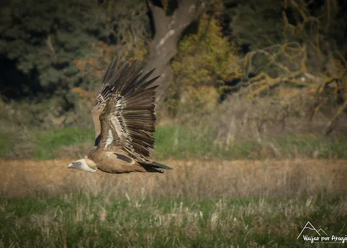 Turisticos Rio Gallego Fontellas